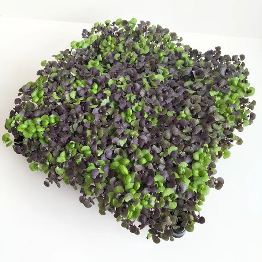 Basil Red Nina Organic Microgreen Seed