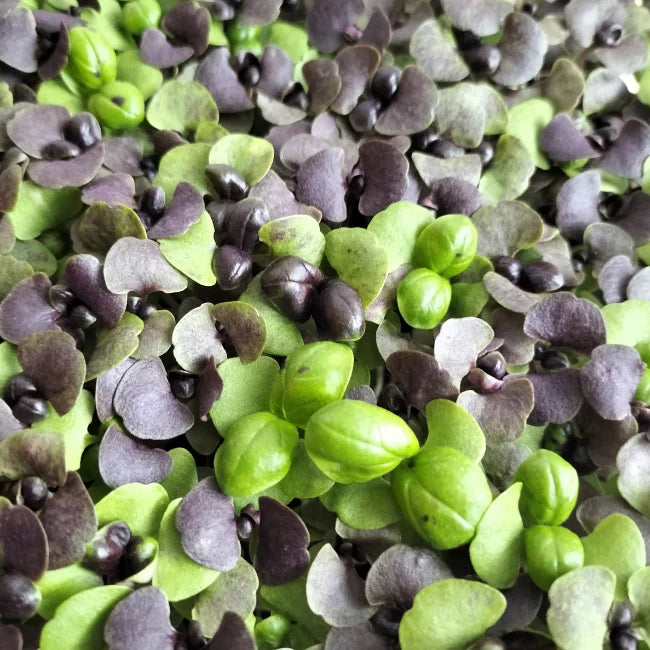Organic Red Nina Basil Microgreen Seeds Ireland
