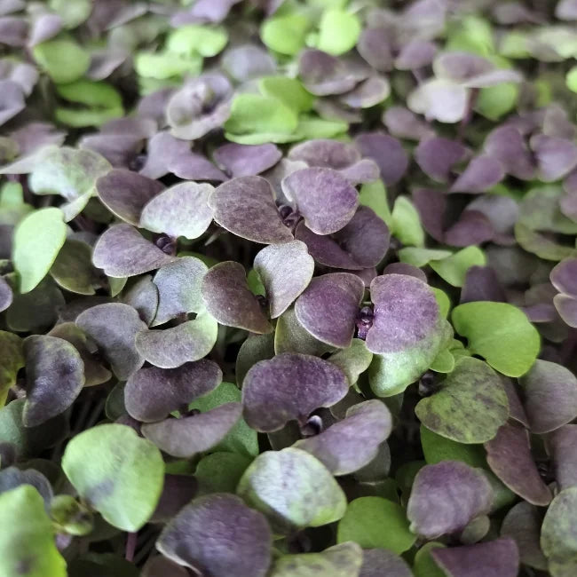 Basil Red Nina Organic Microgreen Seed