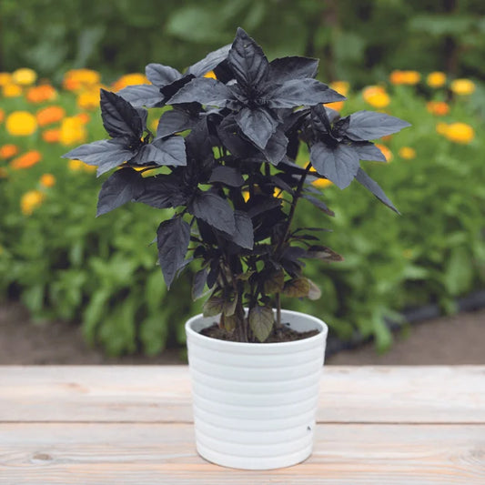 Basil: Red Rubin Organic Seed