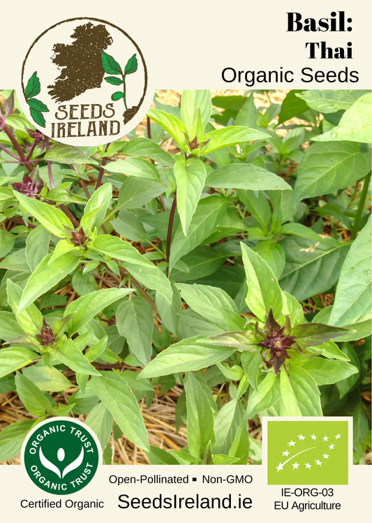 Basil: Thai Organic Seed