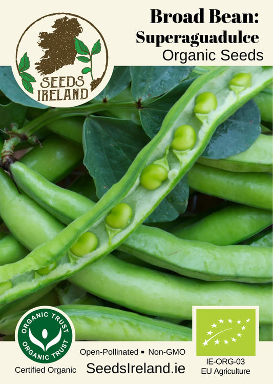 Broad Bean: Superaguadulce Organic Seed