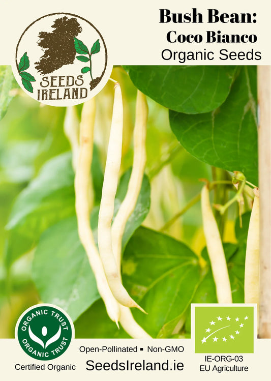 Bush Bean: Coco Bianco Organic Seed