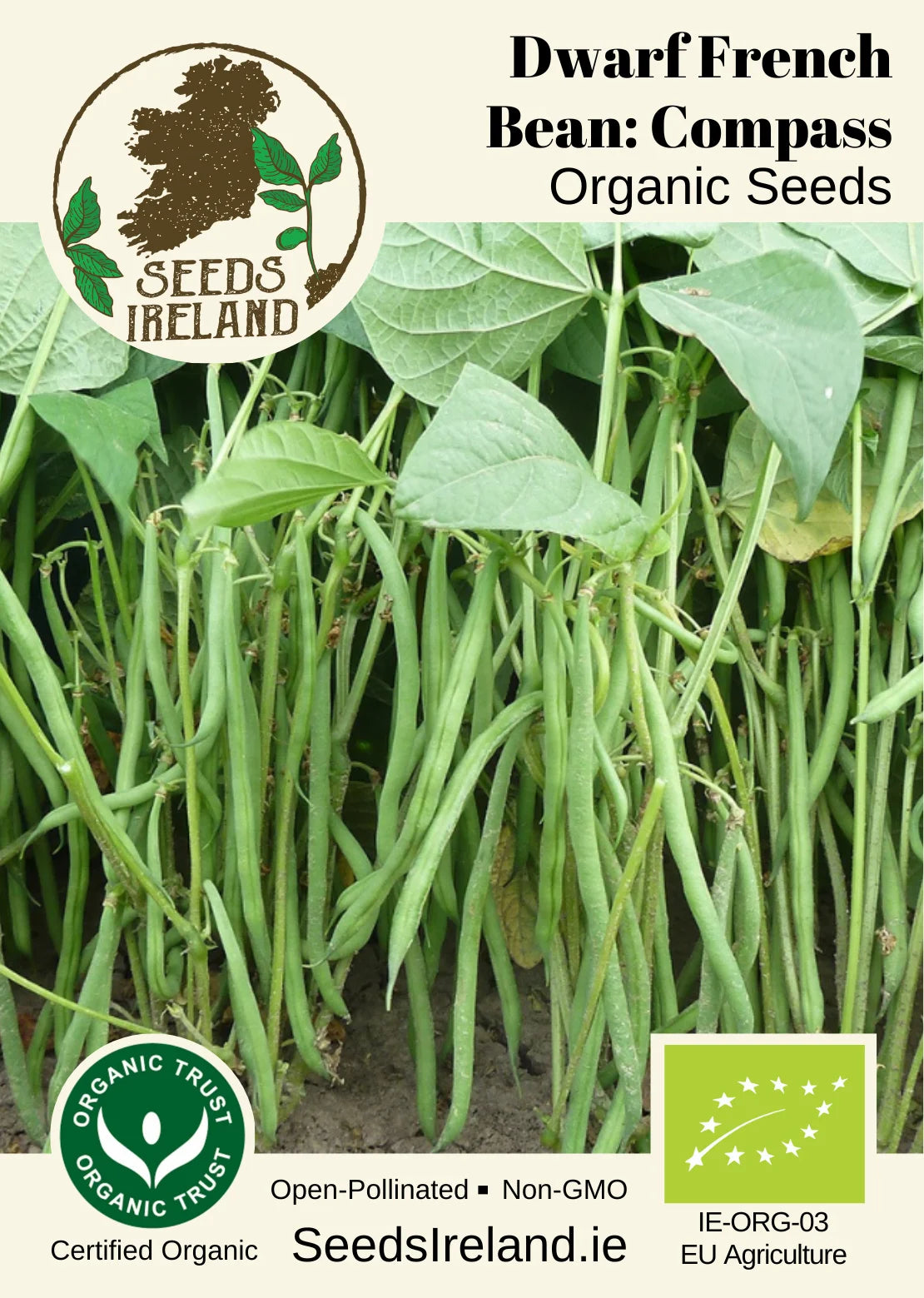 Dwarf French Bean Compass Seeds Ireland | Organic Vegetable Seed