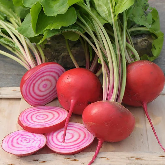 Beetroot Chioggia Square