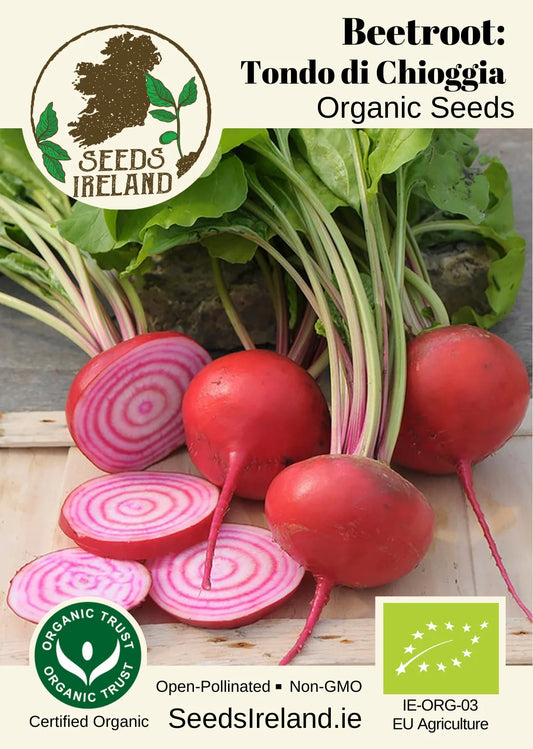 Beetroot: Tondo di Chioggia Organic Seed