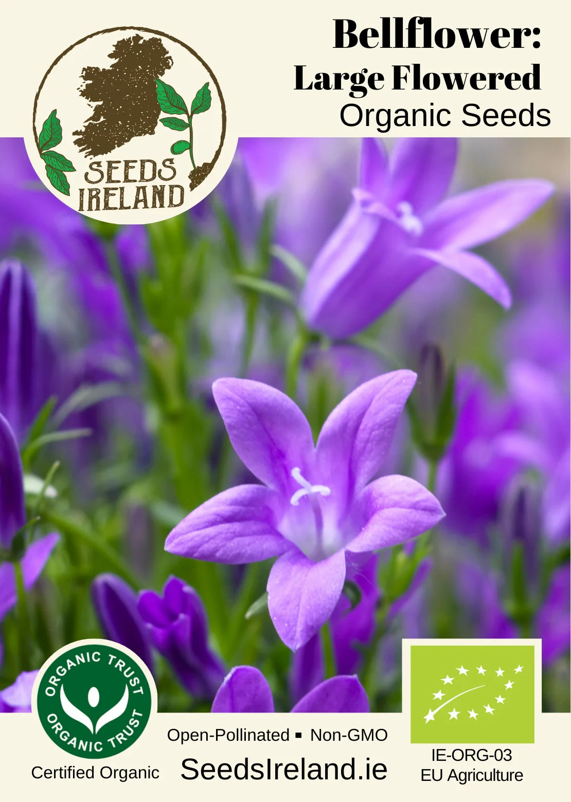 Bellflower: Large Flowered Organic Seed