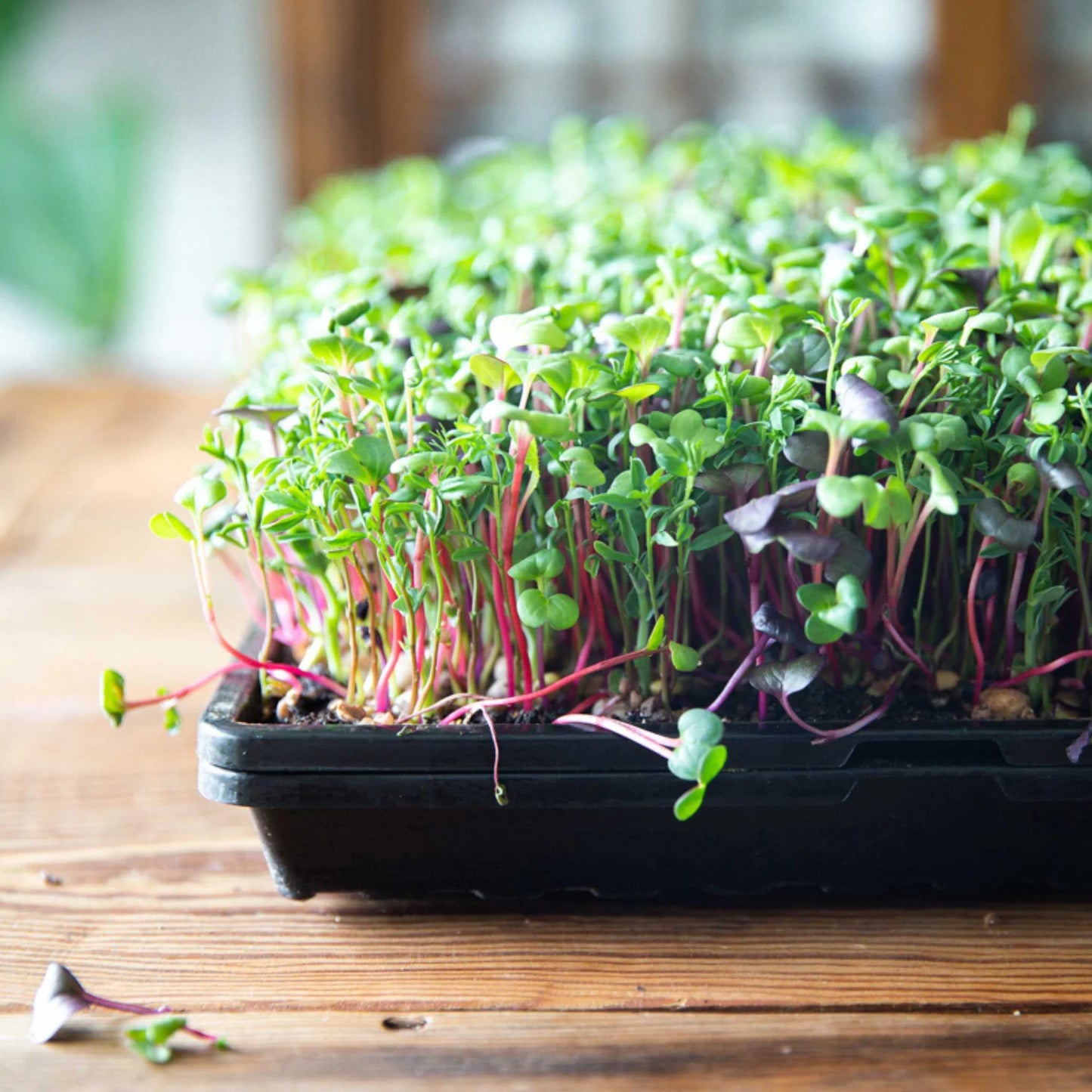 1020 Bootstrap Farmer Shallow Trays | Without Holes | Heavy Duty Microgreens Or Seedling Trays