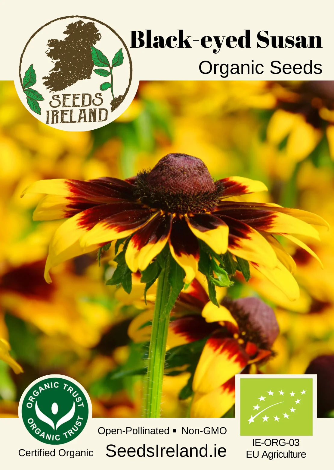 Black-eyed Susan Organic Seed