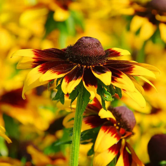 Black Eyed Susan