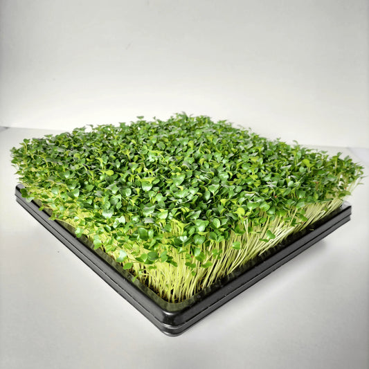Black Kale Organic Microgreen Seed