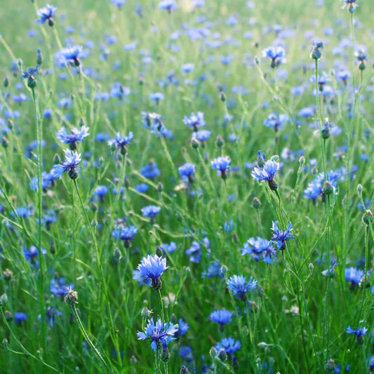 Blue Corn flower