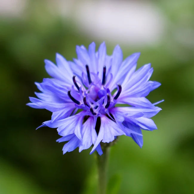 Blue Corn flower