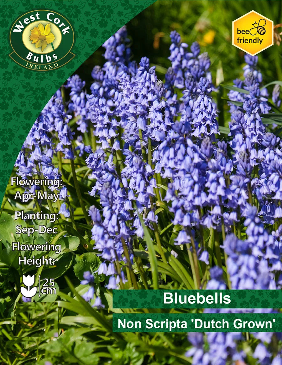 Bluebell Bulbs - Non Scripta