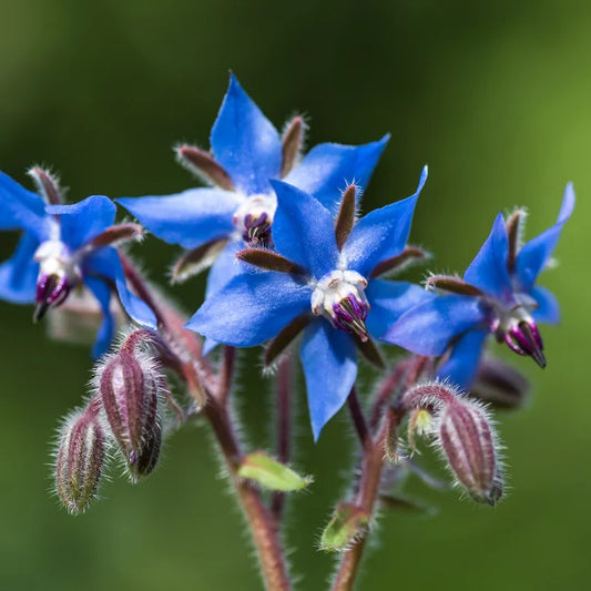 Borage Square 