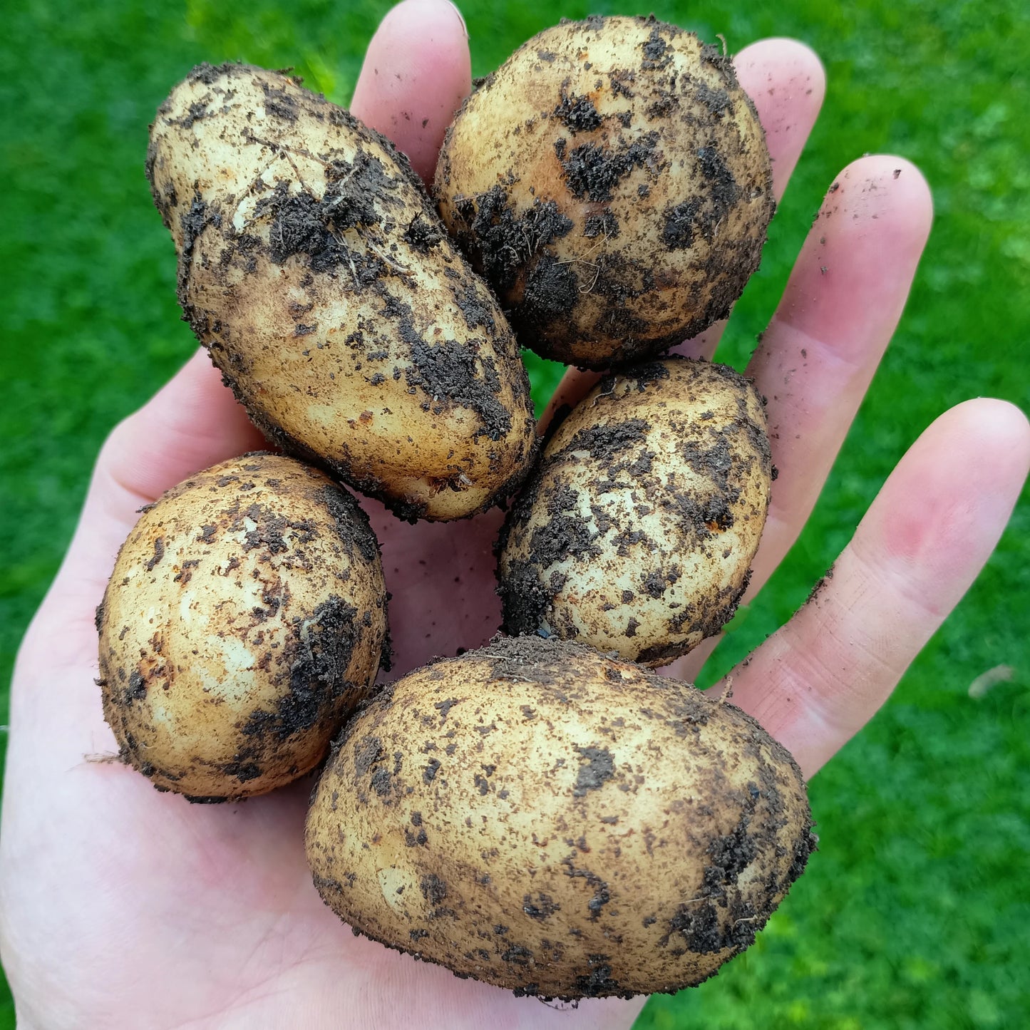 Seed Potatoes: British Queens