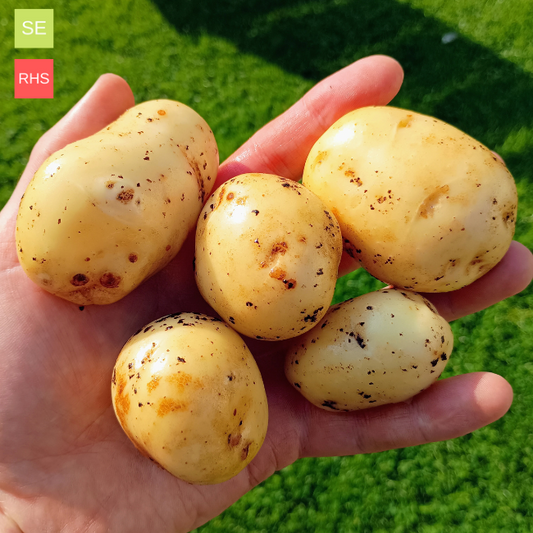 Seed Potatoes: British Queens