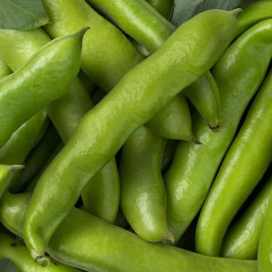 Broad Bean Ratio Square