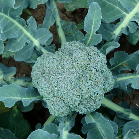 Broccoli Green Calabrese-Square