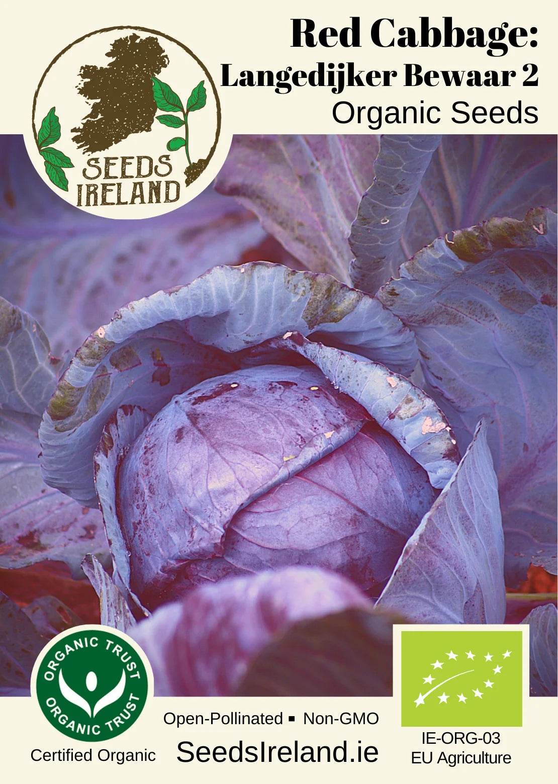 Red Cabbage: Langedijker Bewaar 2 Organic Seed