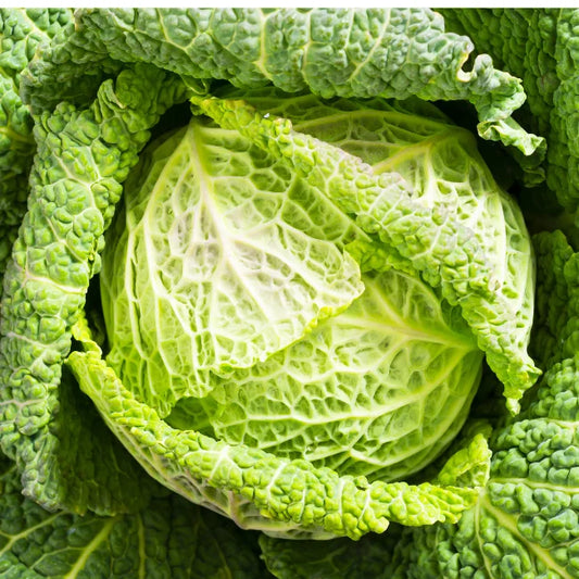 Savoy Cabbage