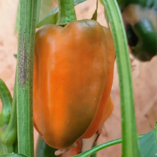 Pepper: California Wonder Orange Bell Pepper Organic Seed