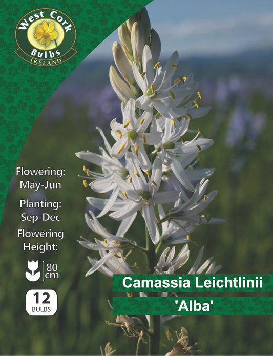 Camassia Leichtlinii Bulbs: Alba (This product & any other product bought along with it will be delivered to you at the end of September 2025)