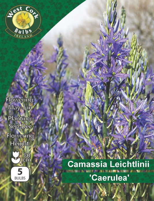 Camassia Leichtlinii Bulbs: Caerulea (This product & any other product bought along with it will be delivered to you at the end of September 2025)