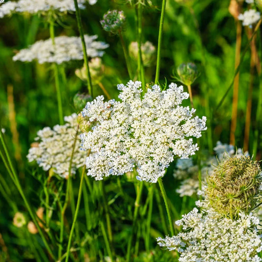 Caraway