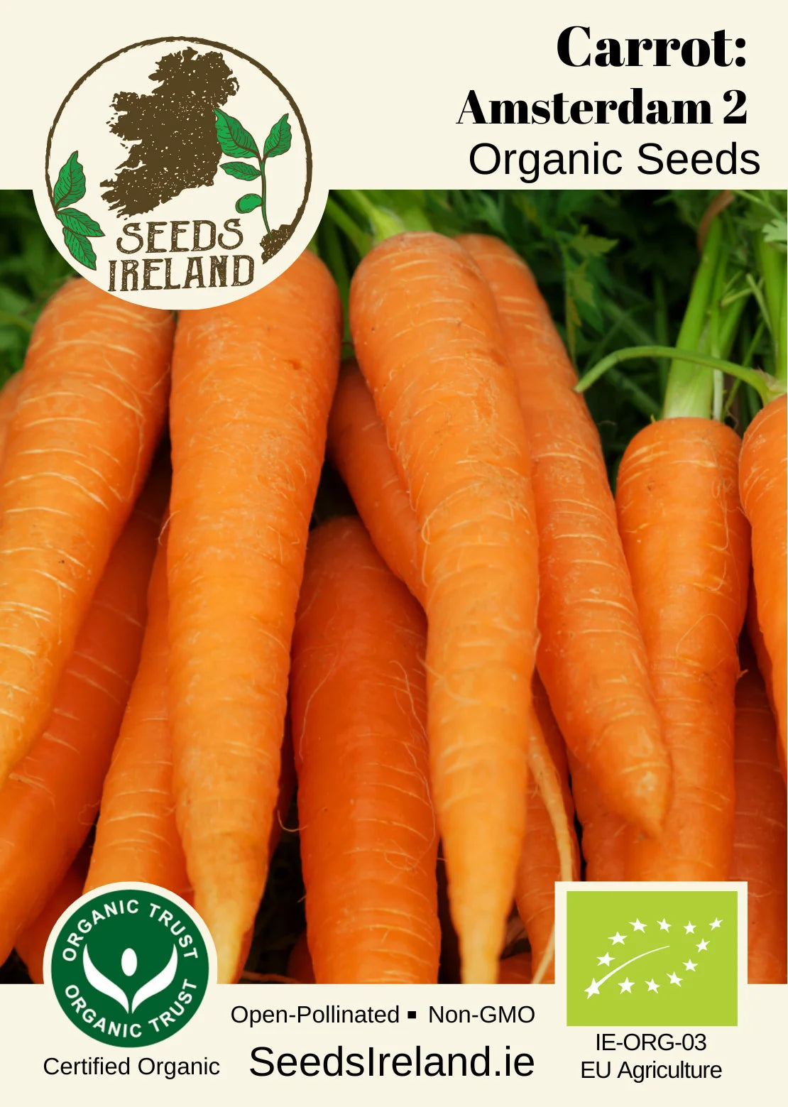 Carrot: Amsterdam 2 Organic Seed
