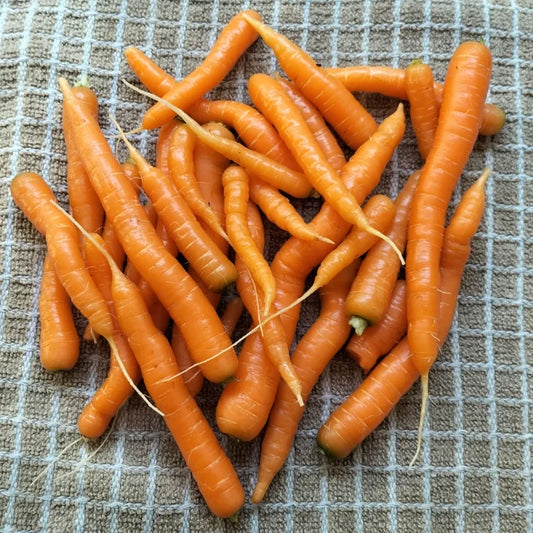 Carrot: Amsterdam 2 Organic Seed