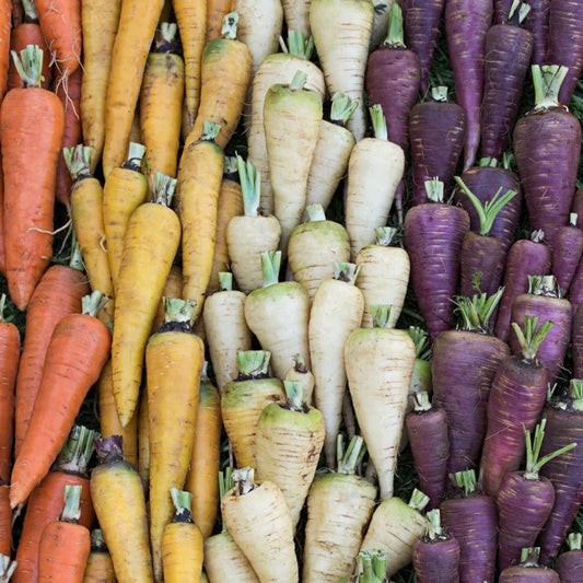Karotte: Bio-Samen in verschiedenen Farben