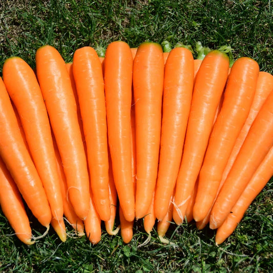 Carrot: Nantes 2 Organic Seed