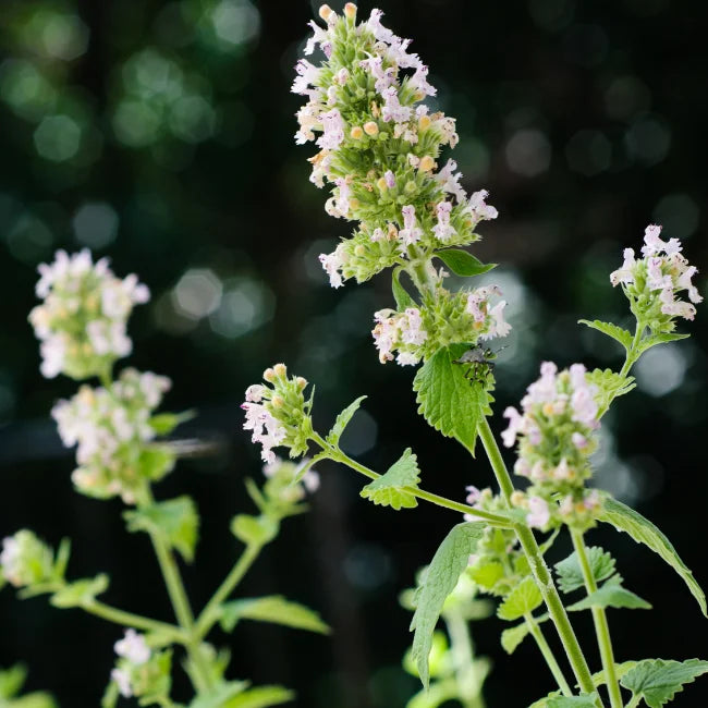 Organic Catnip Seeds Ireland | Organic | Nepeta cataria Catmint Seeds