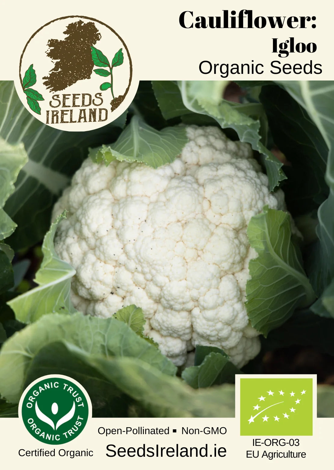 Cauliflower: Igloo Organic Seed