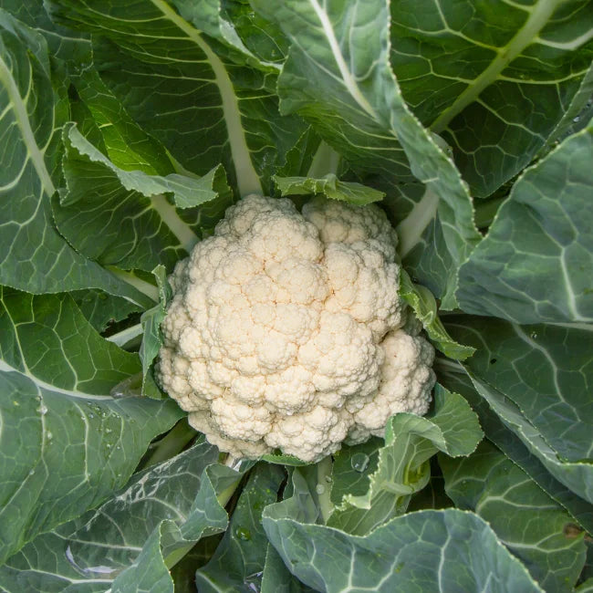 Odysseus heirloom Cauliflower Seeds Ireland Organic Vegetable Seed