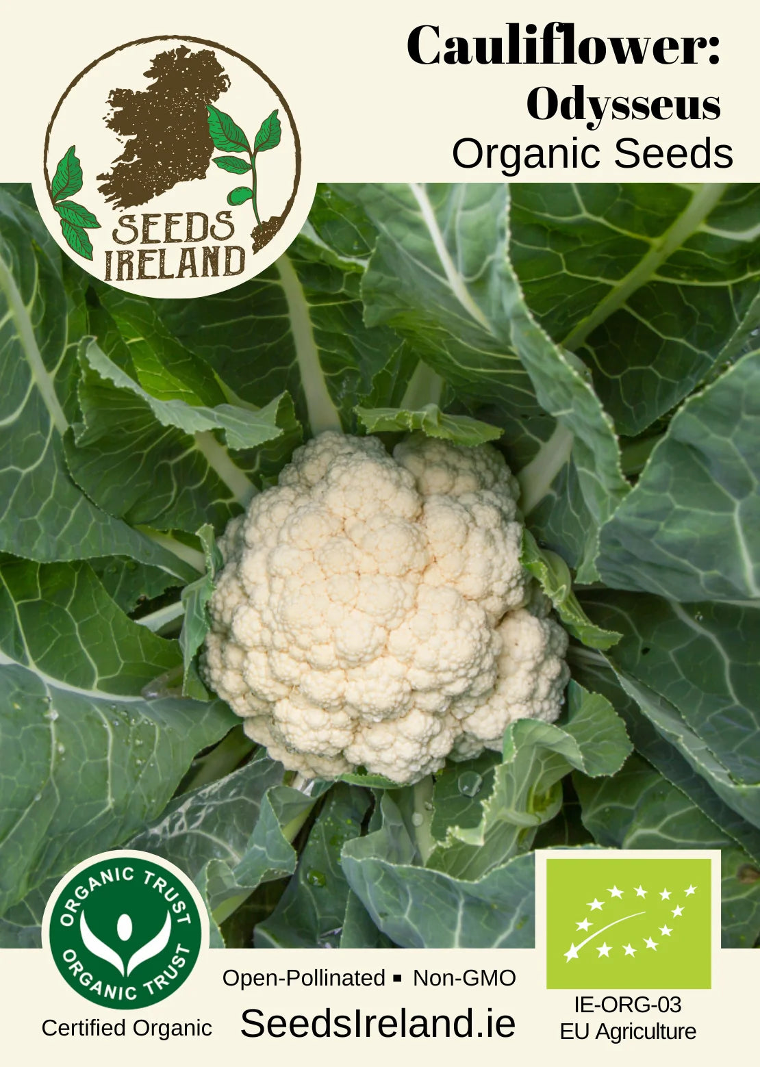 Cauliflower: Odysseus Organic Seed
