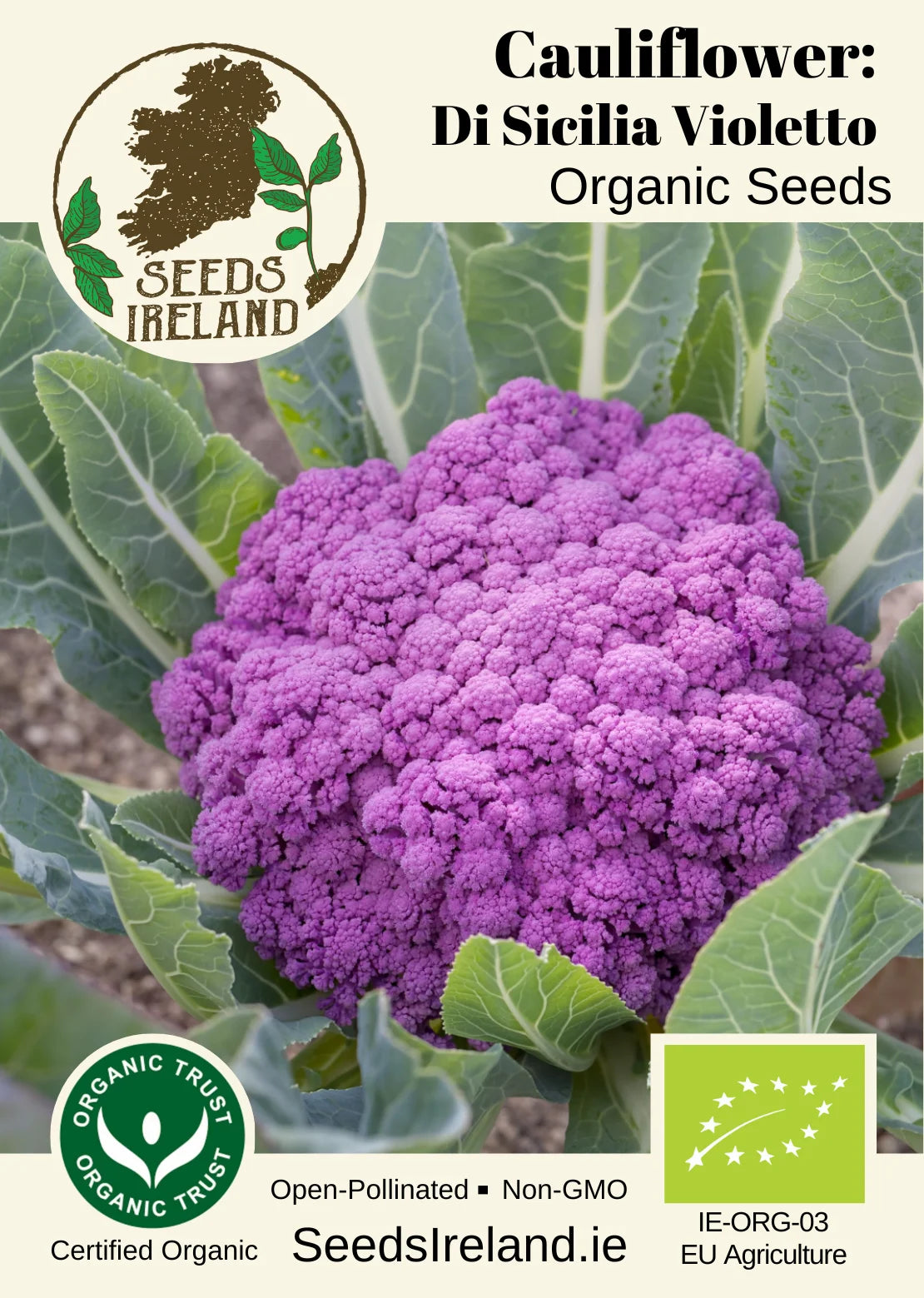 Cauliflower: Di Sicilia Violetto Organic Seed