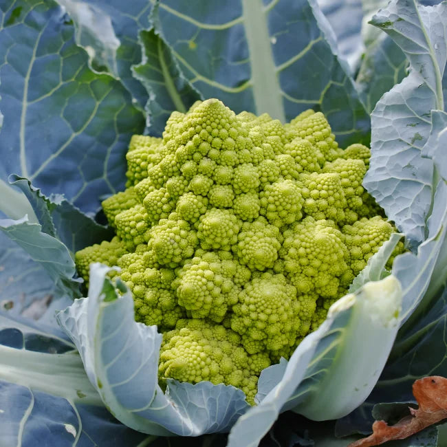 Romanesco Cauliflower Seeds Ireland | Organic Vegetable Seed