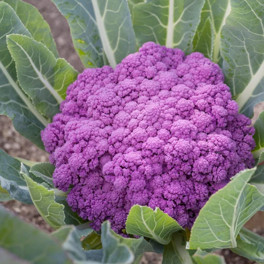 Cauliflower purple