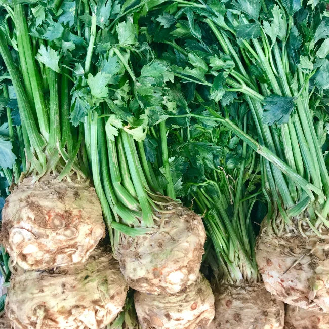 Celeriac Monarch