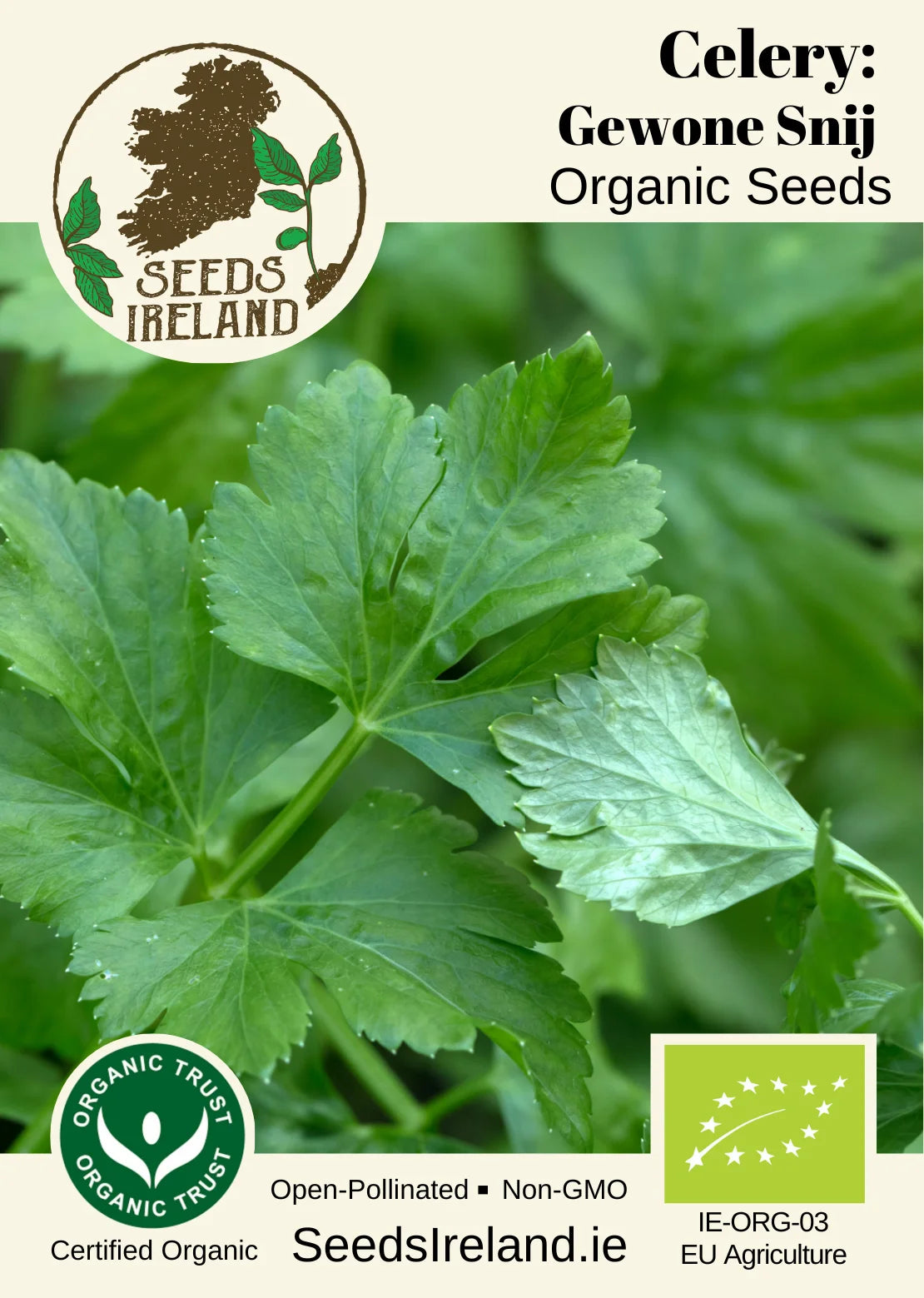 Celery: Gewone Snij Organic Seed