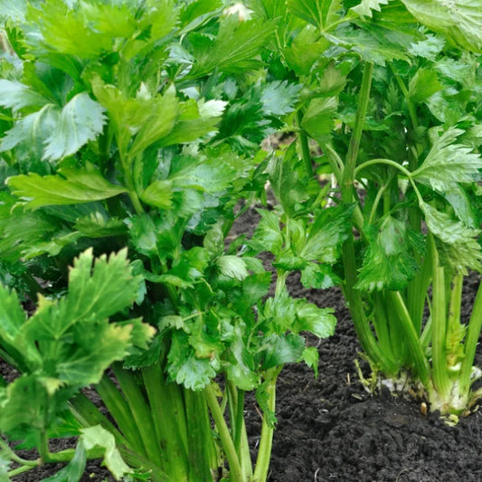 Celery Tall Utah