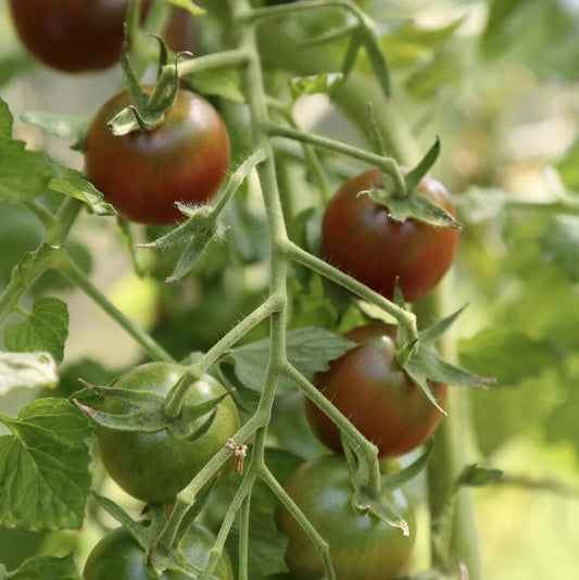 Cherry Tomato Black Cherry