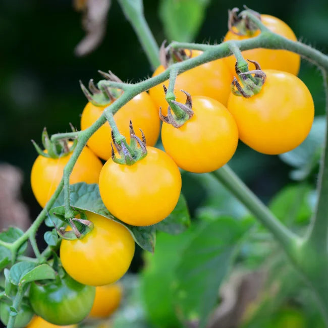 Cherry Tomato-Yellow Clementine