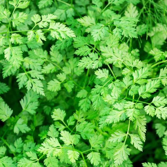 Chervil