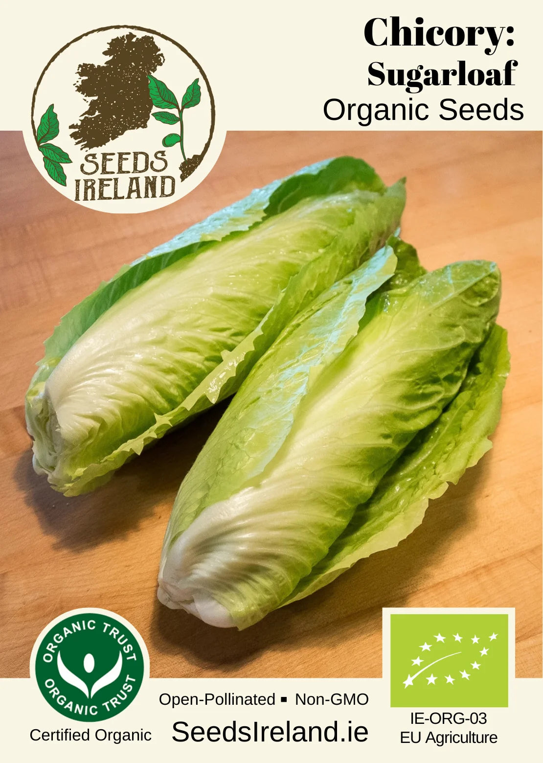 Chicory: Sugarloaf Organic Seed