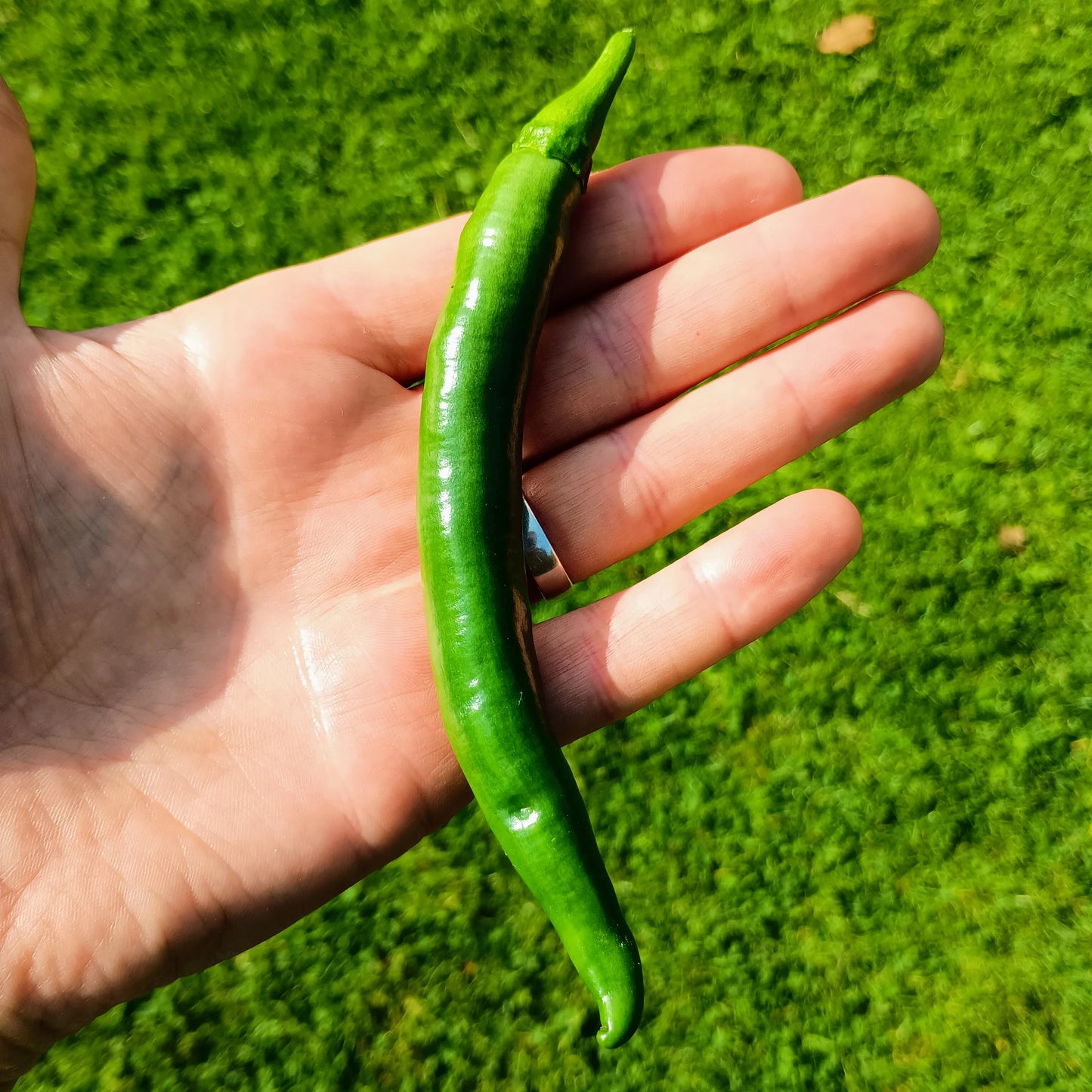 Chilli Pepper: Westlandse Lange Rode Organic Seed