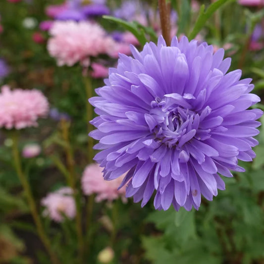 China Aster Double Petalled