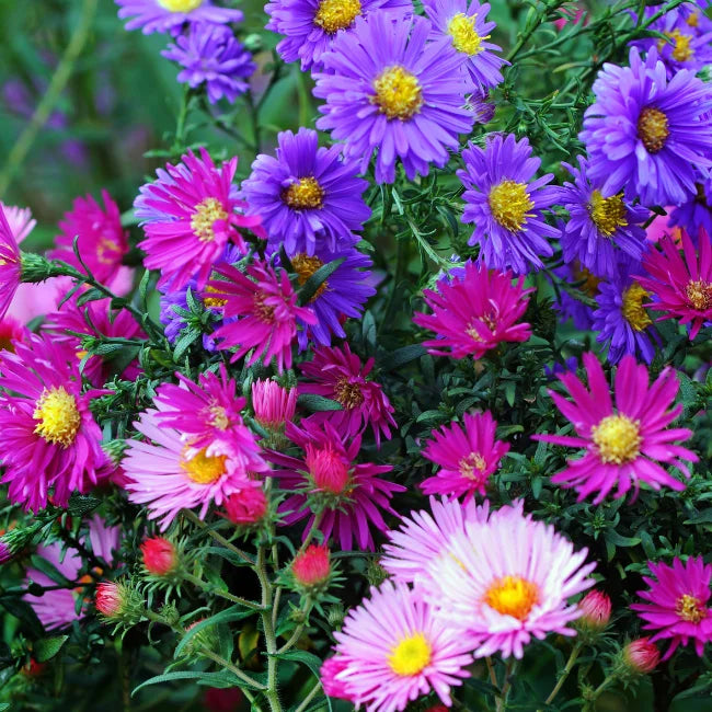 China Aster Single Flowered